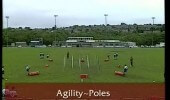 Agility & evasion exercise through poles